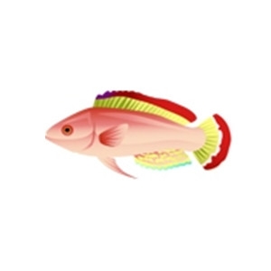 Pink Fairy Wrasse